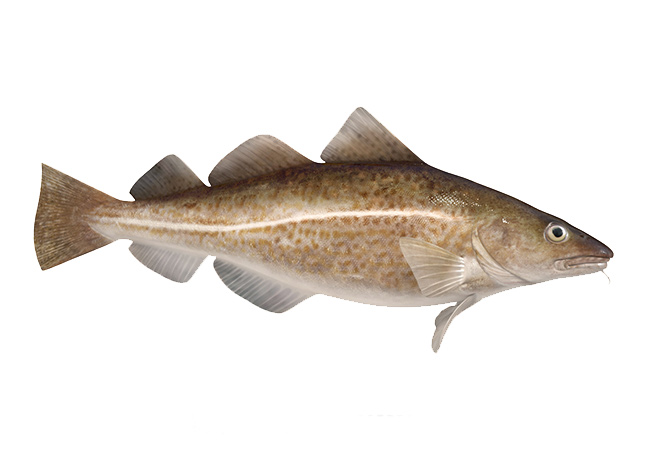 Cod Fish