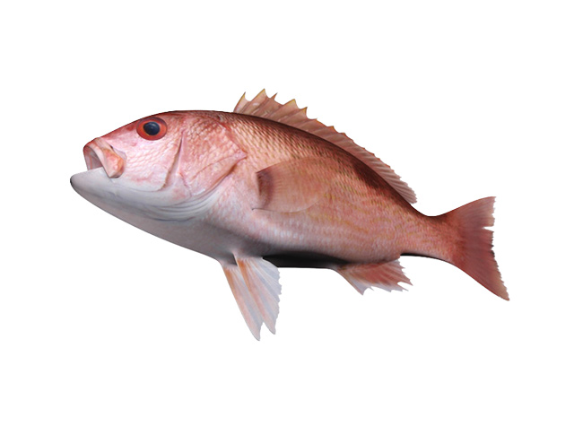 Red Snapper